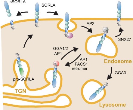Intracellular trafficking path for SORLA.jpg